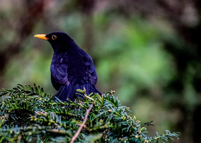 Lovely Spacious Zandvoort