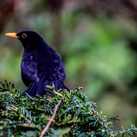 Lovely Spacious 잔드보르트