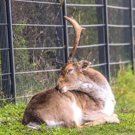 Lovely Spacious * 잔드보르트